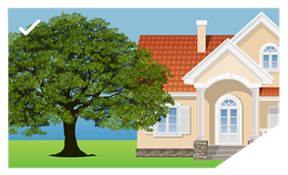 Maintain Trees and Shrubs